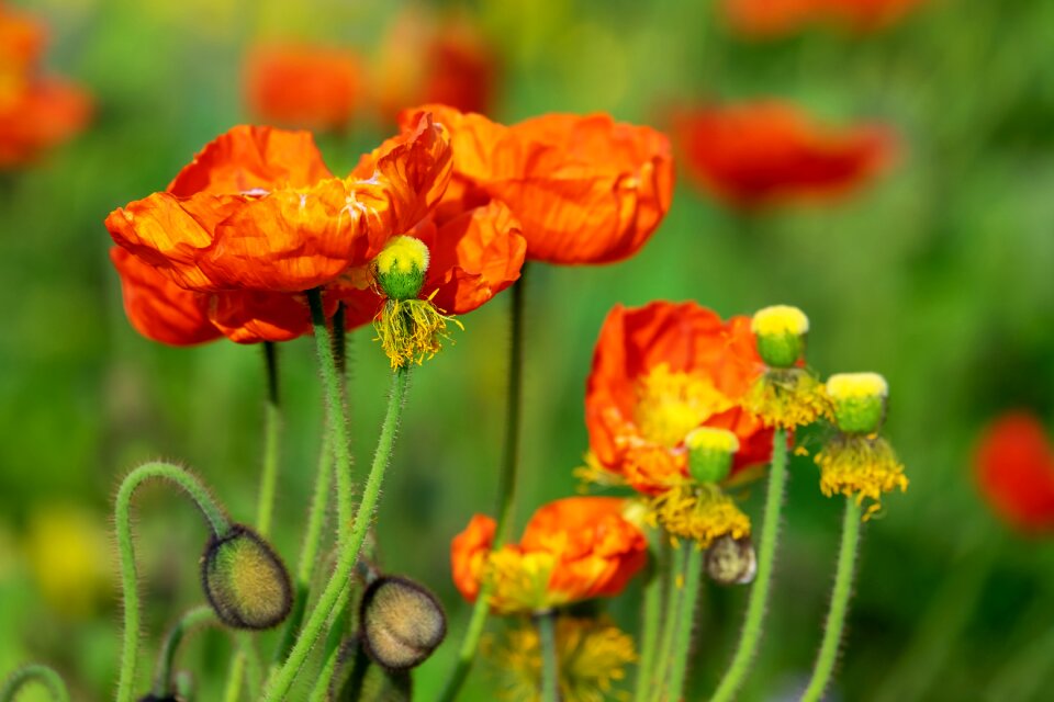 Poppy flower bud mohngewaechs photo