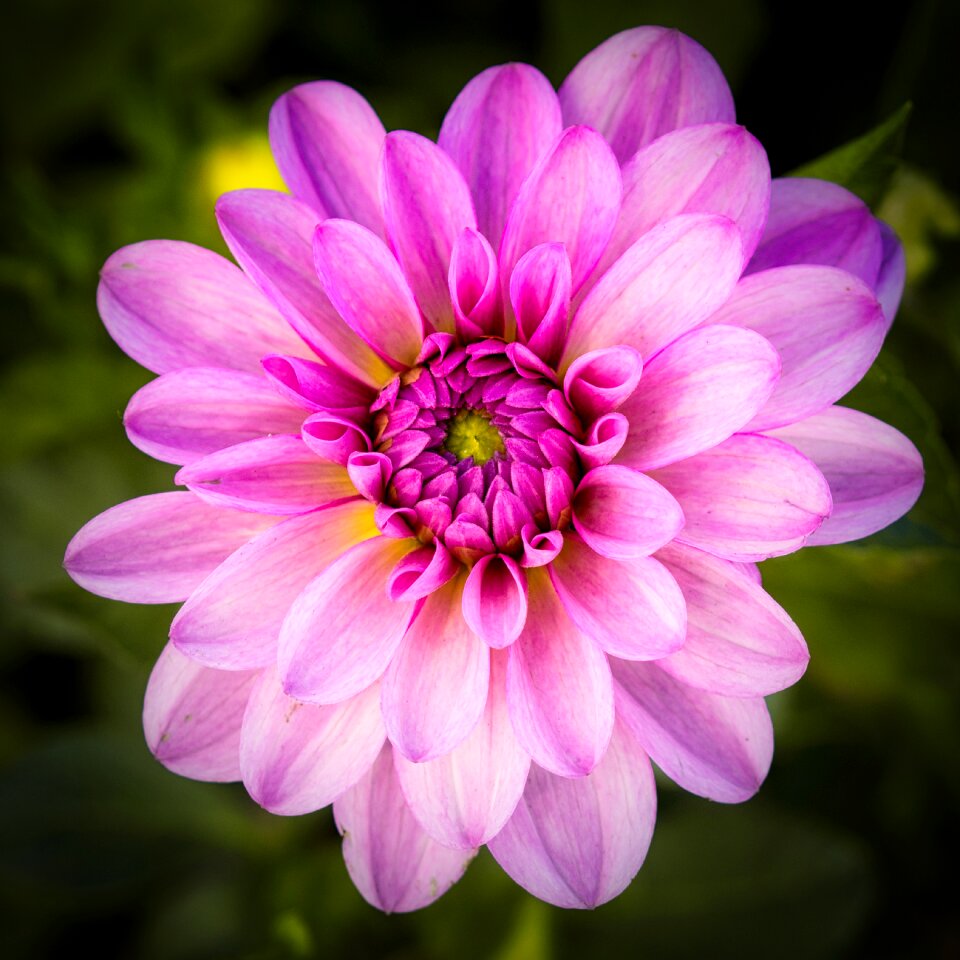 Close up blossom bloom