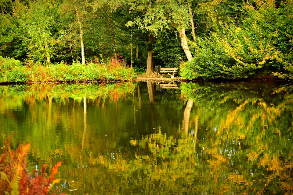 Vegetation tree reflections
