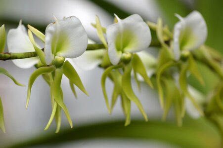 Blossom nature exotic