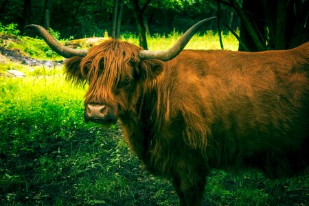 Ur usus cattle