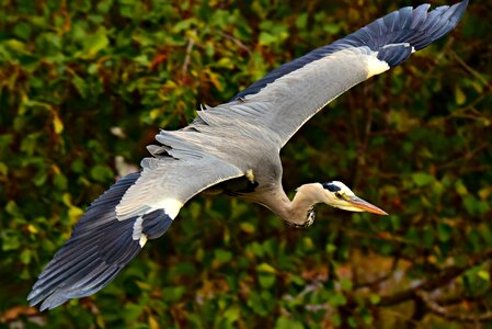 Predator bird of prey flight photo