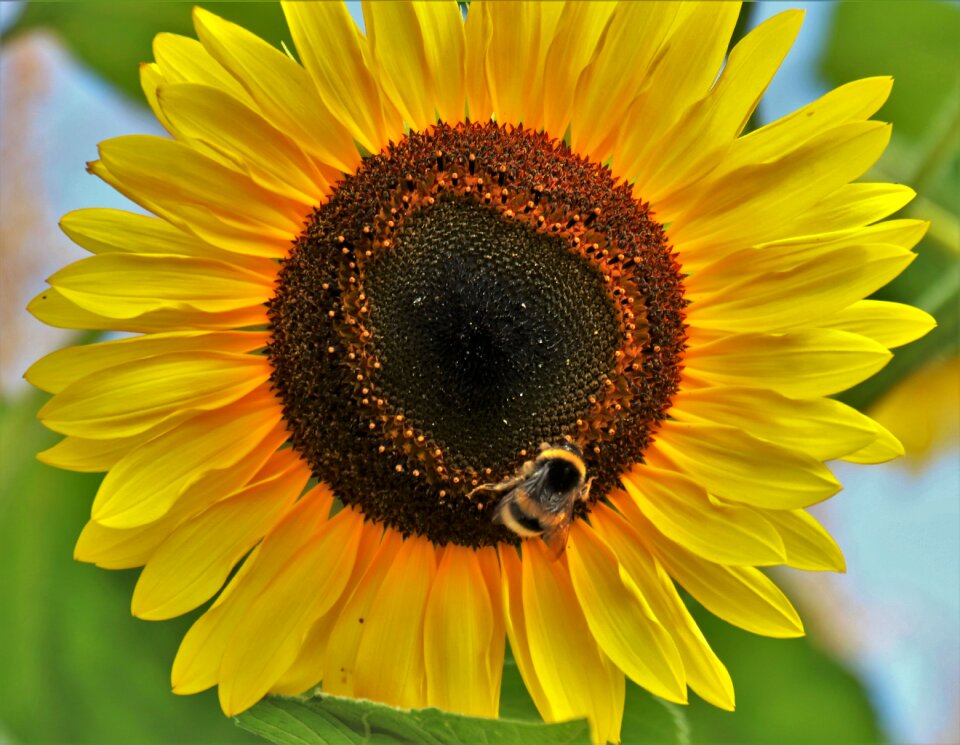 Figure petals nature