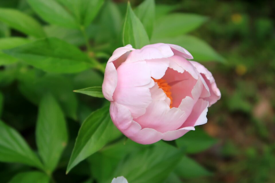 Flowers garden peony