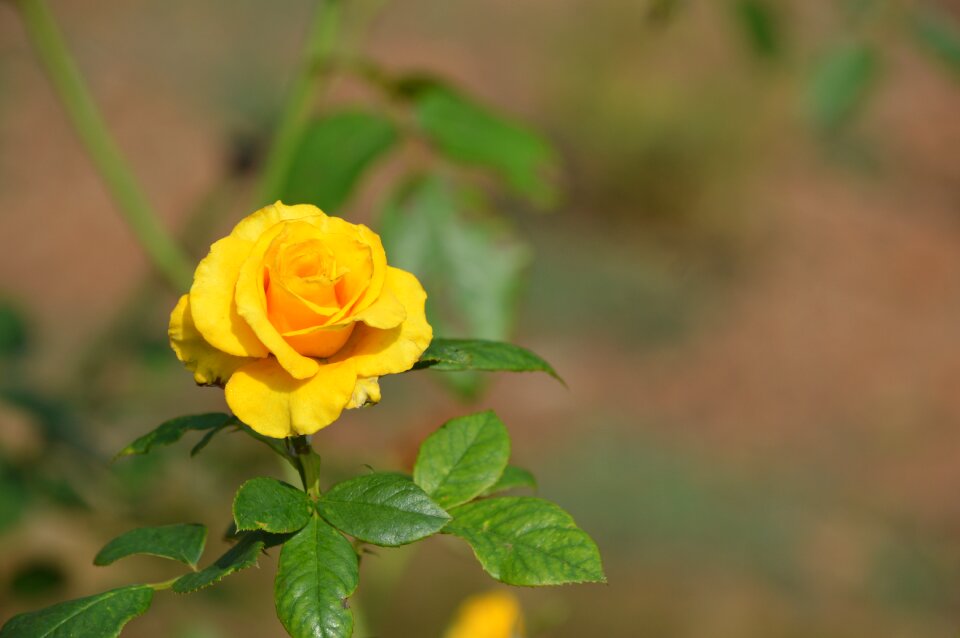 Flower blossom plant