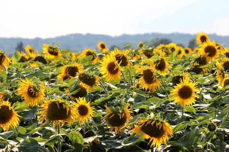Agriculture yellow green