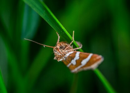 Moth blade of grass lepidoptera photo