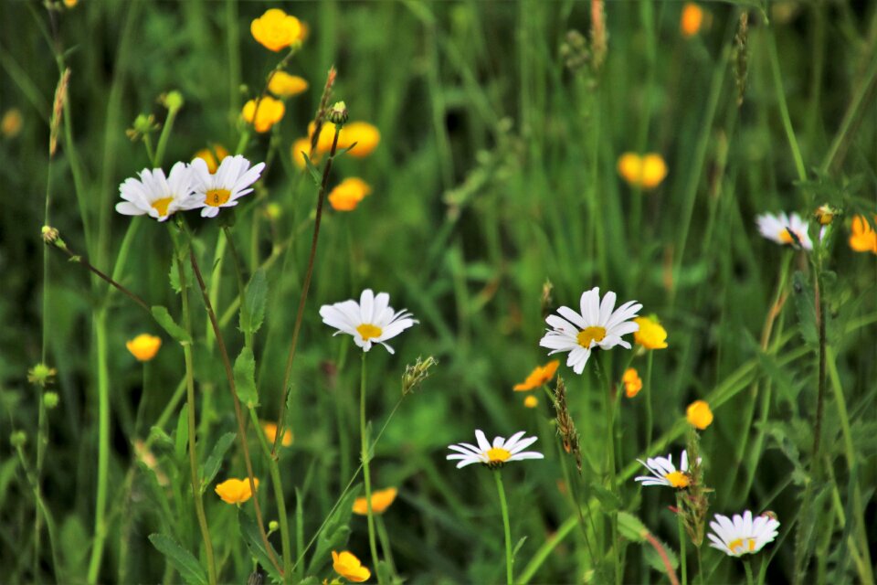 Plant field blooming