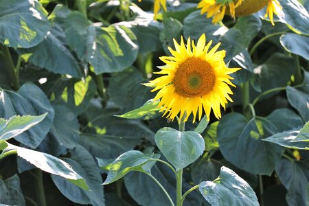 Agriculture yellow green photo