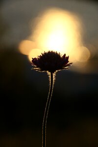 Outdoors silhouett sunset