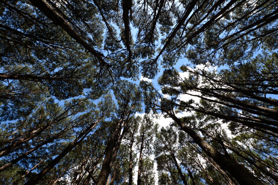 Nature landscape forest