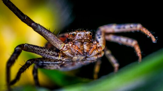 Macro arachnids spider