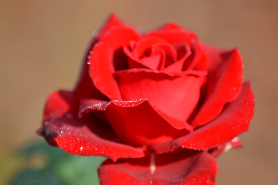Blossom plant rose