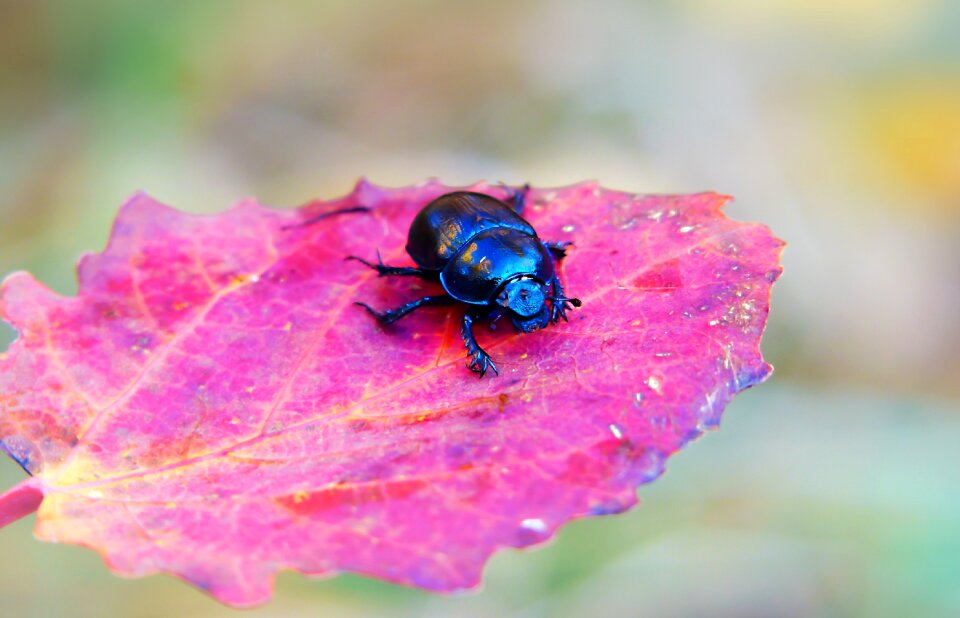 Seasons of the year autumn animals