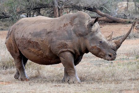 Big game animal world pachyderm photo