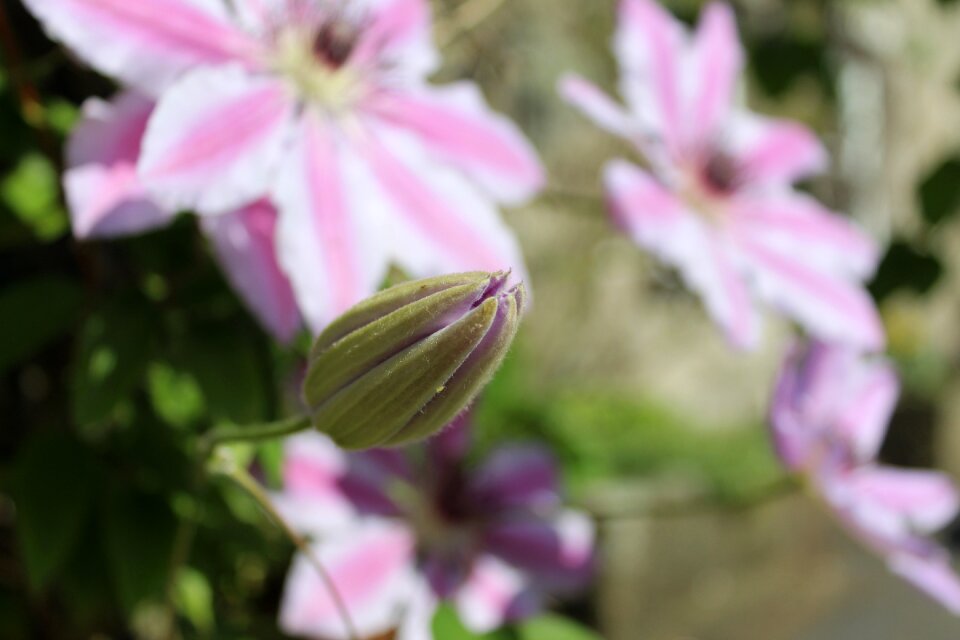 Flower spring plant