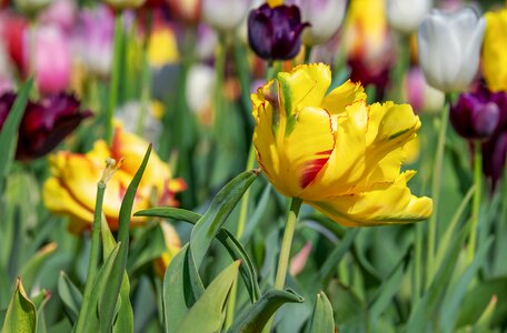 Three coloured early bloomer flower photo