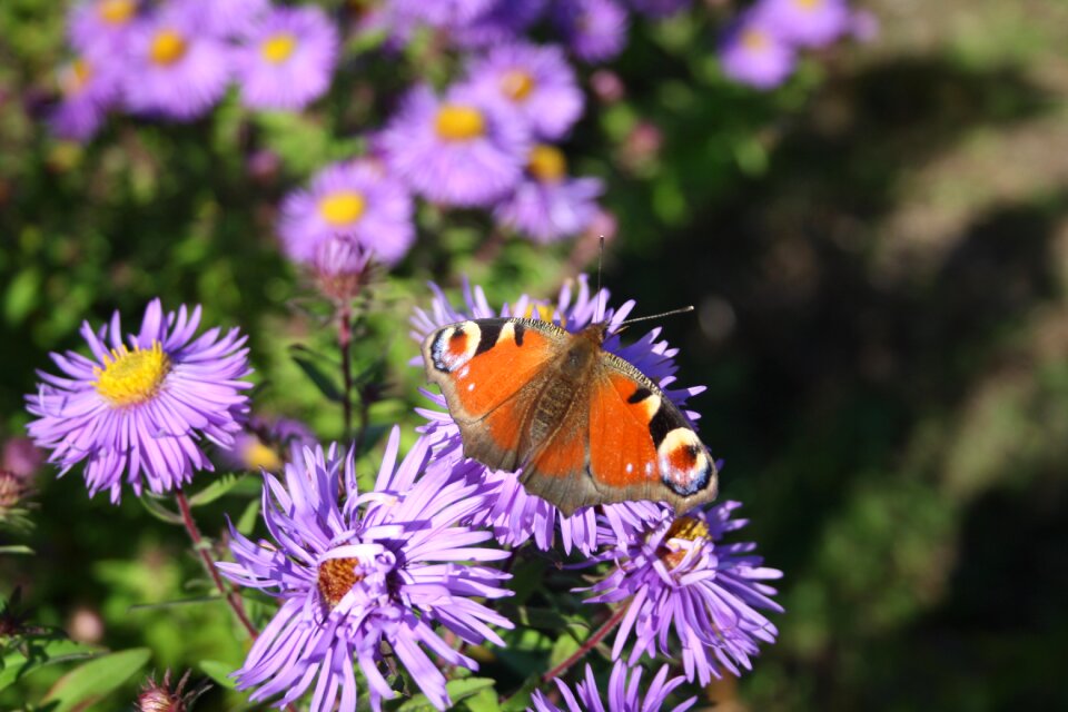 Flora fauna asters