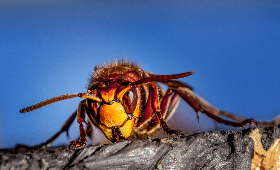 Wasp insect nature
