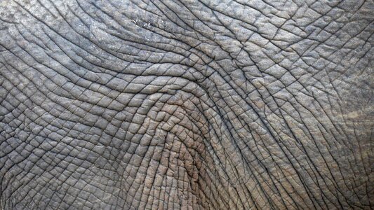Wrinkled elephant pattern photo