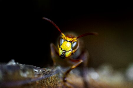 Nature macro animal photo