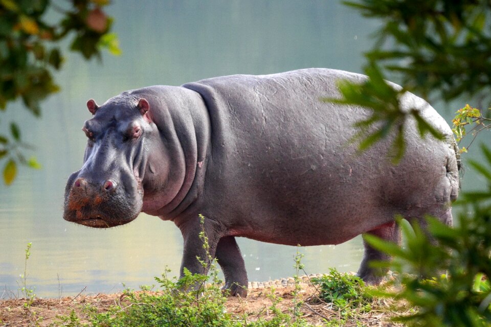 Safari africa hippopotamus