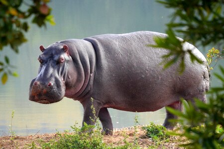 Safari africa hippopotamus