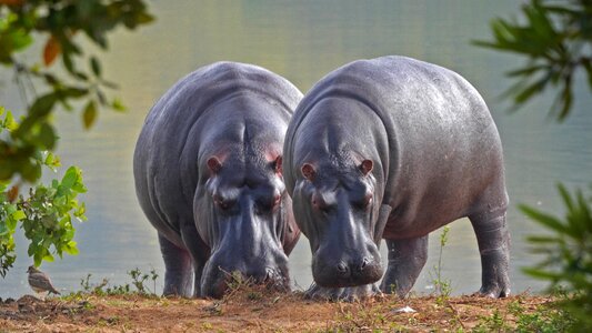 Safari africa hippopotamus