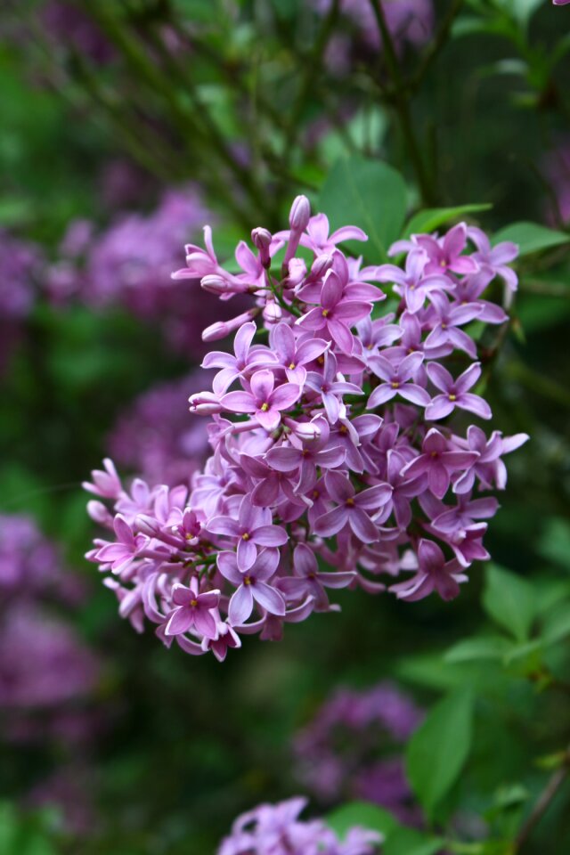 Leaf garden shrub