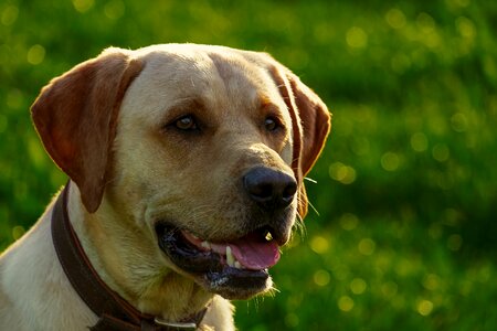 Labrador young dog animal photo