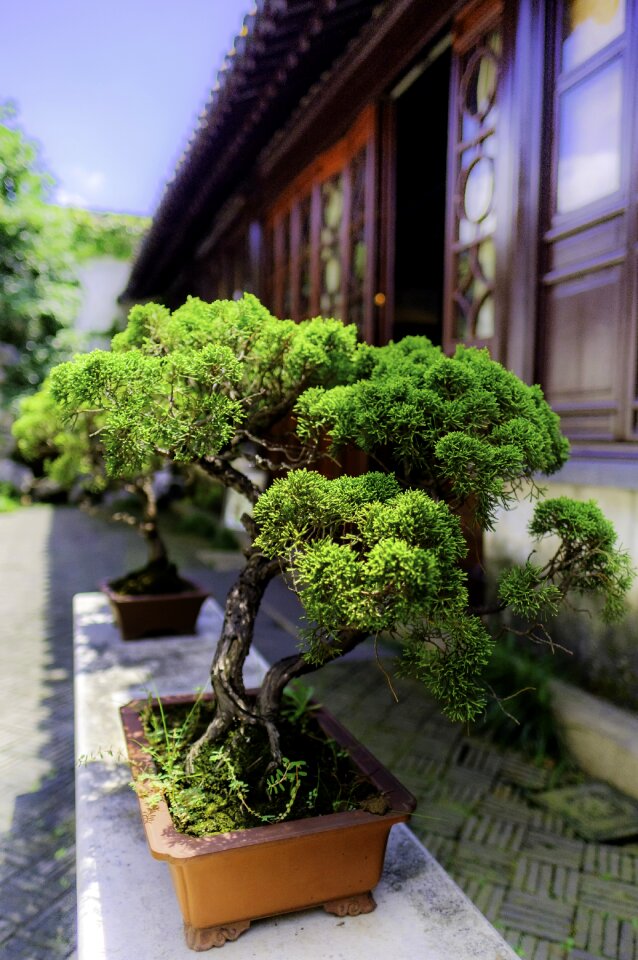 Bush asia green