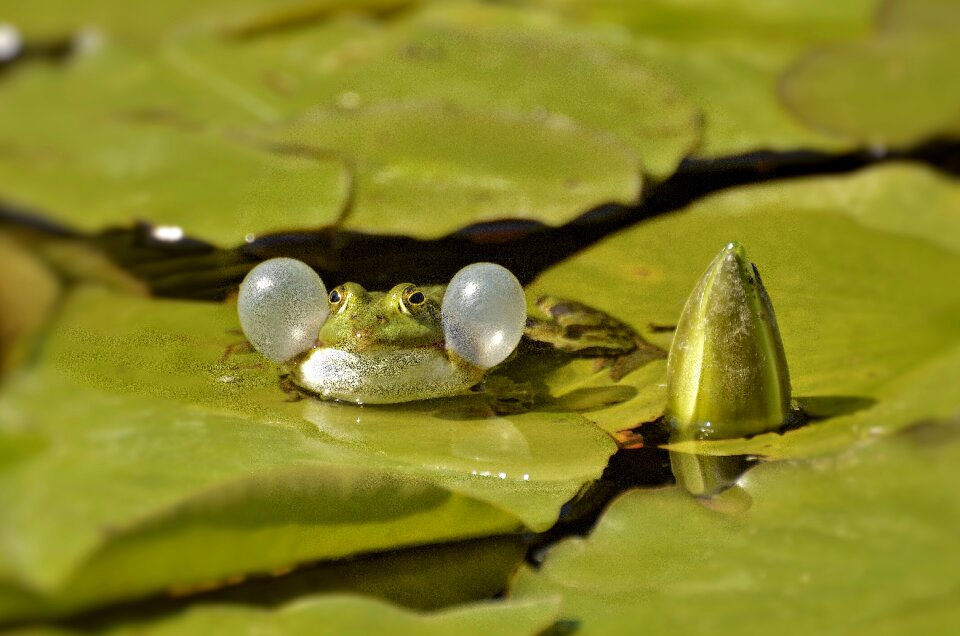 Nature water creature pond inhabitants