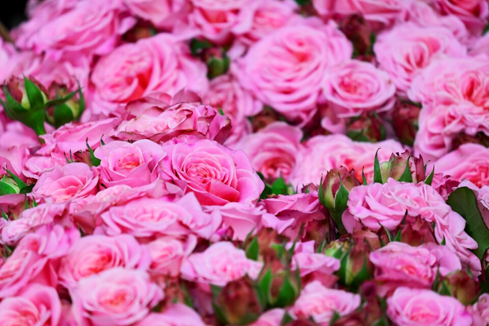 Bloom rose bloom open rose