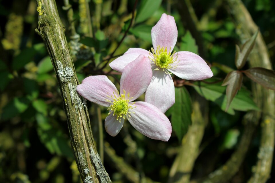 Flower vine clematis montana pink