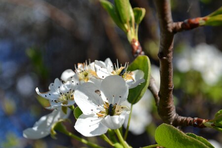 Plant white spring