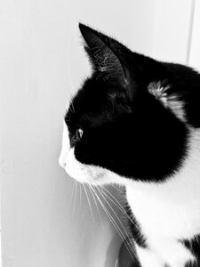 Portrait pet blackandwhite photo