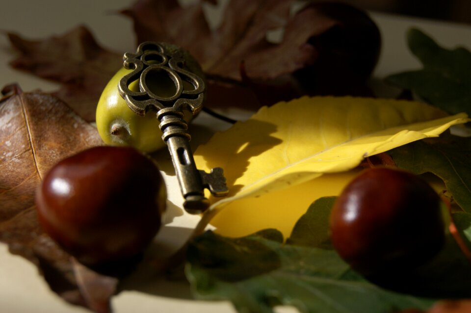 Leaf foliage autumn
