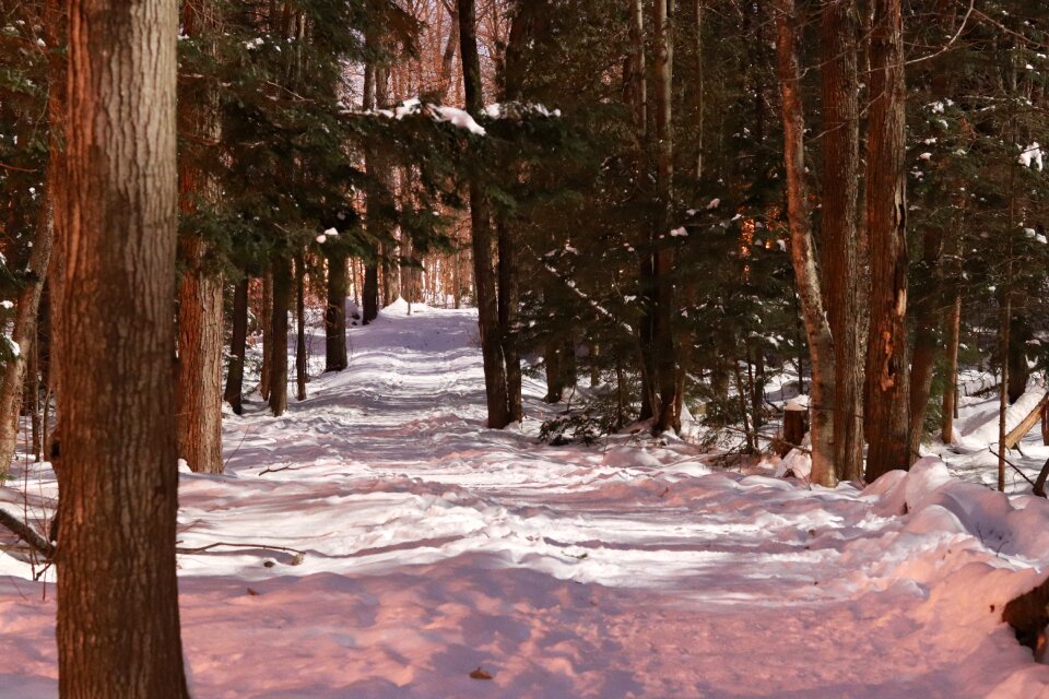 Landscape nature wood