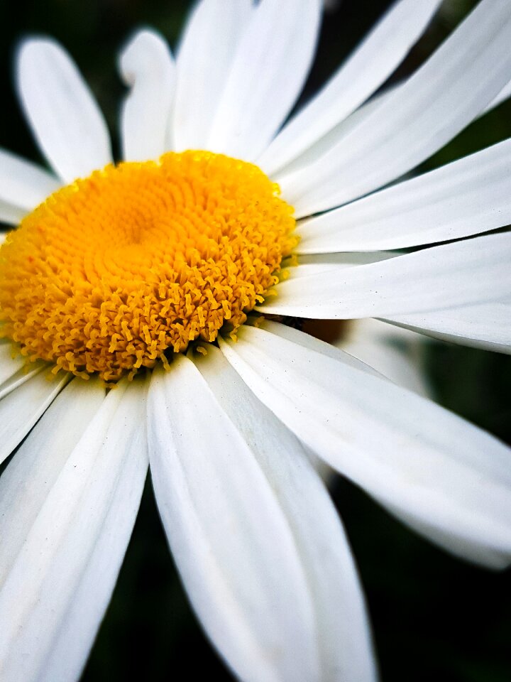 Flowers daisy yellow