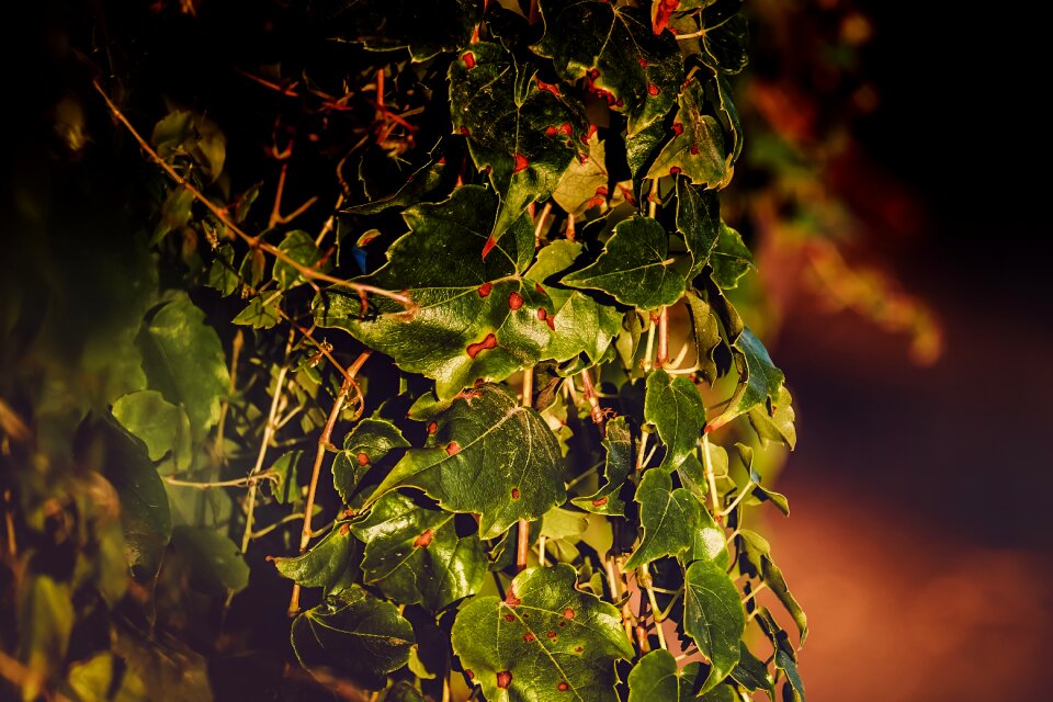 Nature evening sun leaves