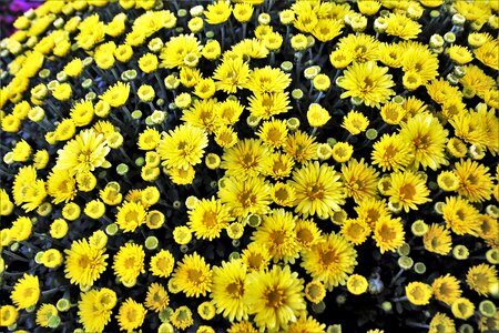 Plant flora sunny