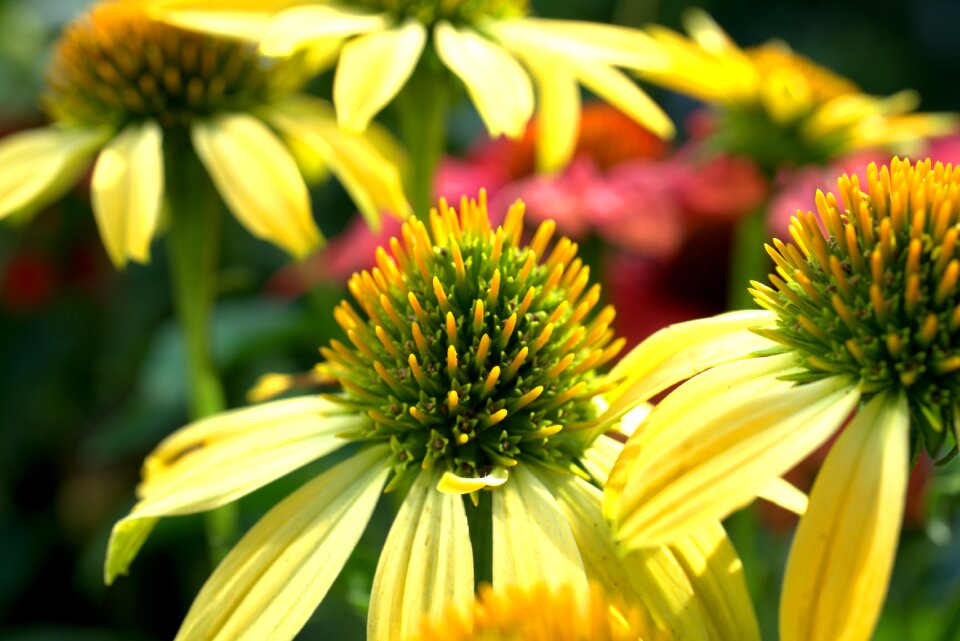 Garden plant blossom bloom
