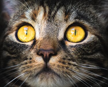 Pet domestic cat eyes photo