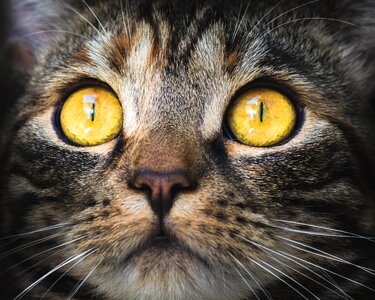 Pet domestic cat eyes