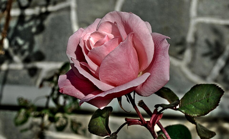 Bloom pink romantic