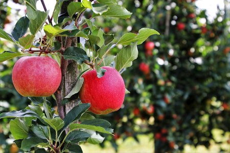 Nature fresh apple