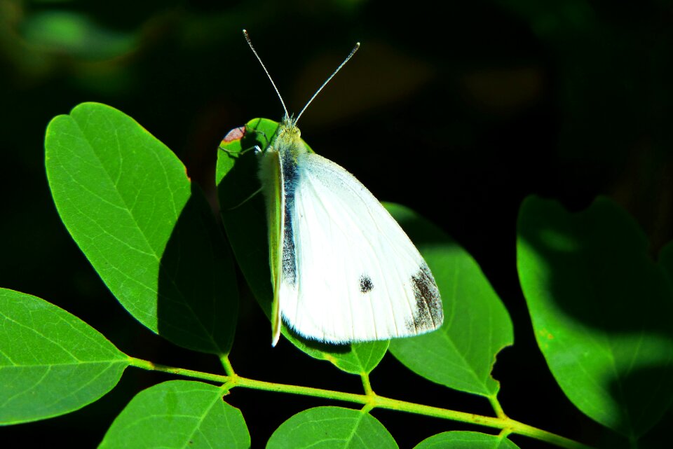 Butterfly day foliage animals