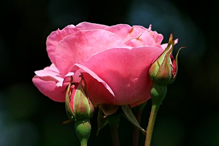 Rose bloom rose bud close up