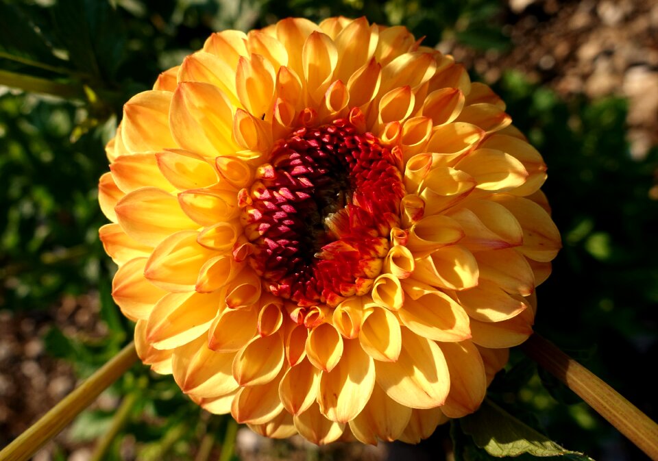Blossom bloom nature