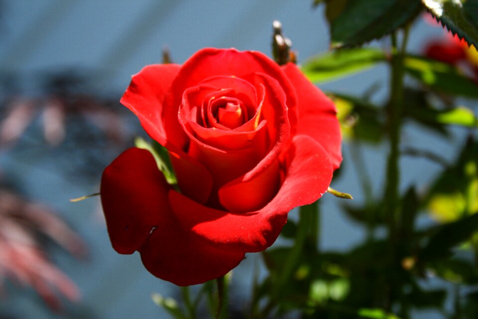 Nature flowers romance